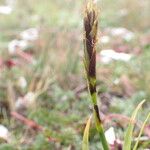 Carex uncinioides 花