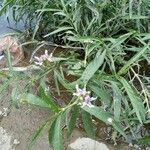 Dianthera americana Flower