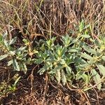 Ajuga integrifoliaFulla