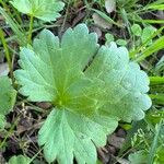 Ranunculus muricatus Levél