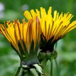 Taraxacum sect. Taraxacum Flower