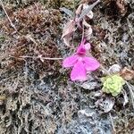 Pinguicula moranensisVirág