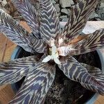 Cryptanthus zonatus ᱥᱟᱠᱟᱢ