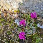 Viscaria alpina Fiore