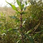 Hygrophila auriculata Folha