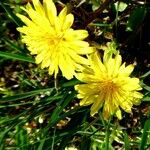 Taraxacum rubicundum 花