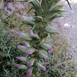 Acanthus hungaricus Flower