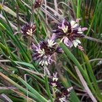 Juncus phaeocephalus Flower