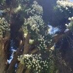 Melaleuca linariifolia Çiçek