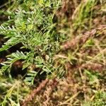 Indigofera arrecta Folha