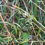 Centaurea nigra Leaf