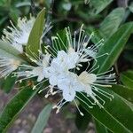 Capparis cynophallophora Flor