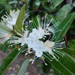 Capparis cynophallophora Virág