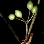 Smilax melastomifolia 果