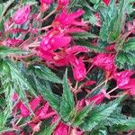 Begonia boliviensis Flower