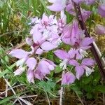 Polygala comosaBlüte