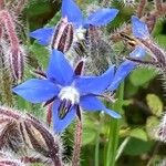 Borago officinalisFlor