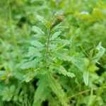 Teucrium scordium Blad