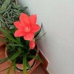 Cyrtanthus elatus Flower