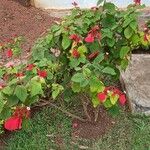 Mussaenda erythrophylla Flower