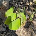 Annona cherimola Leaf