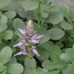 Coleus caninus Flower