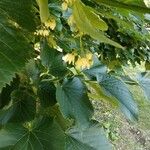 Tilia cordata花