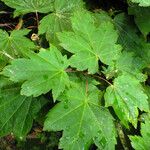 Acer circinatum পাতা