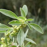 Amaranthus blitoides Folla