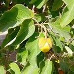 Cordia boissieri Plod