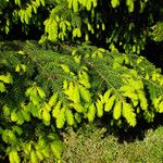 Picea sitchensis Alkat (teljes növény)