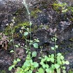 Emilia sonchifolia Hábitos