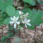 Rubus vestitus Lorea