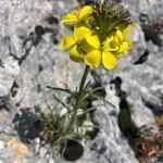 Erysimum pseudorhaeticum Fula