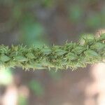 Schoenocaulon officinale Flower