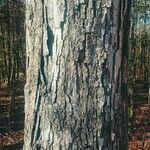 Quercus alba Kôra