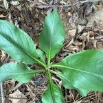 Andersonglossum virginianum Folha