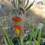 Gladiolus dalenii Floare