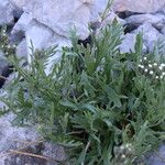 Achillea clavennae Frunză