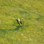 Potamogeton nodosus Leaf