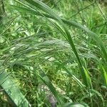 Bromus sterilis Ffrwyth