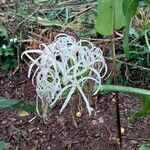 Crinum asiaticum Цветок
