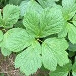 Peucedanum ostruthium Leaf