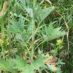 Arnoglossum atriplicifolium Leaf