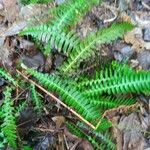 Blechnum spicant 整株植物