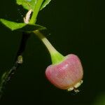 Vaccinium myrtillus Λουλούδι
