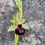 Ophrys passionis 花