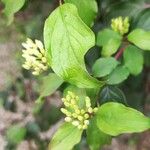 Cornus sanguineaDeilen