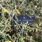 Corokia cotoneaster Folha