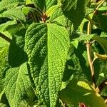 Salvia confertiflora Leaf